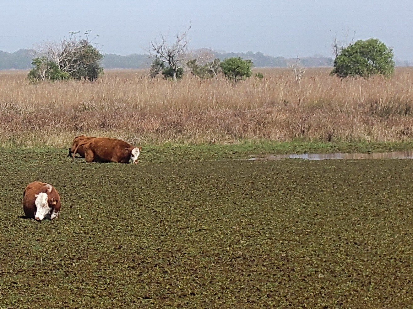 Cattle in the Swamps of Ibera